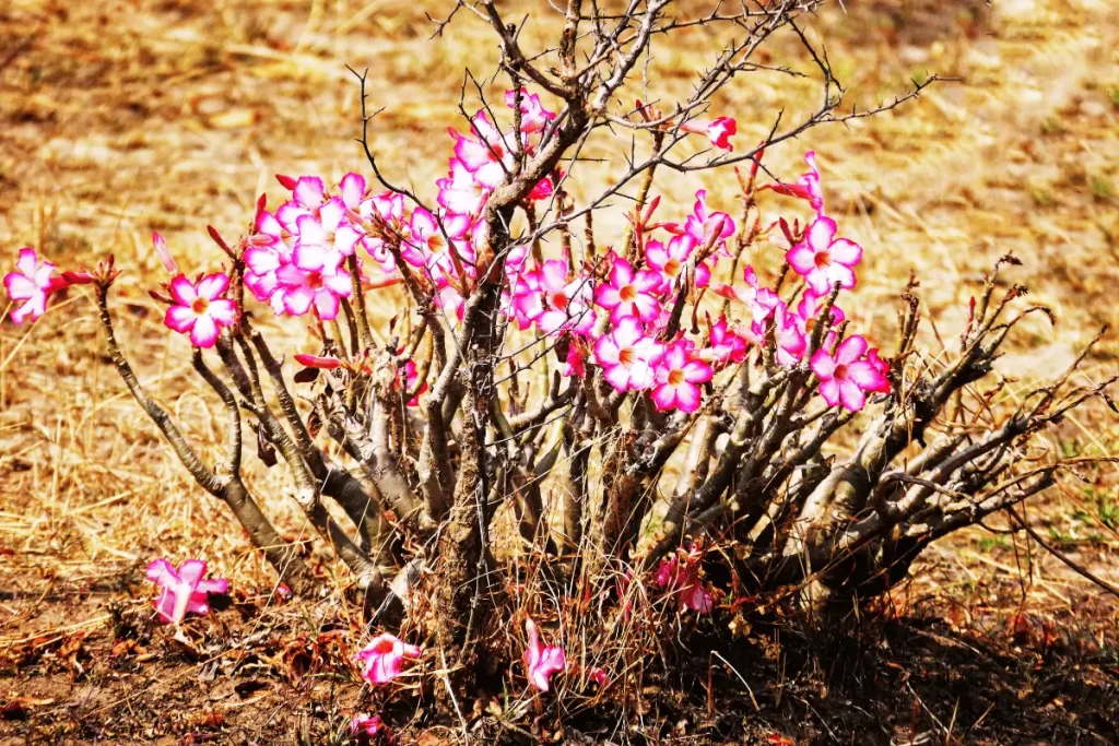 Tipos de Adenium