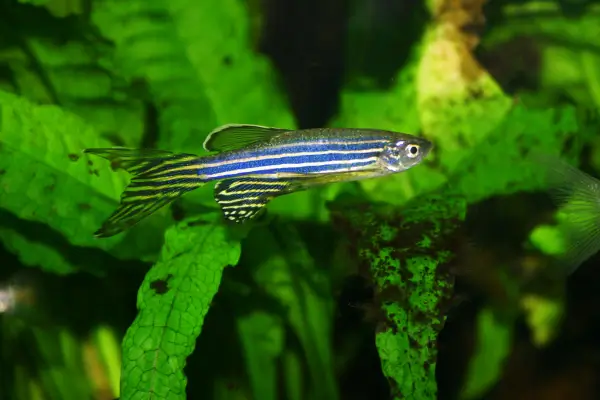 Peixe pequeno para aquário - Zebra Danio (Zebrafish)