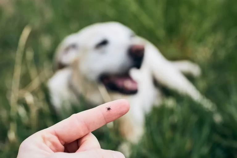 como acabar com carrapato de cachorro