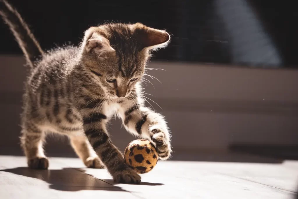 como cuidar de um gato filhote