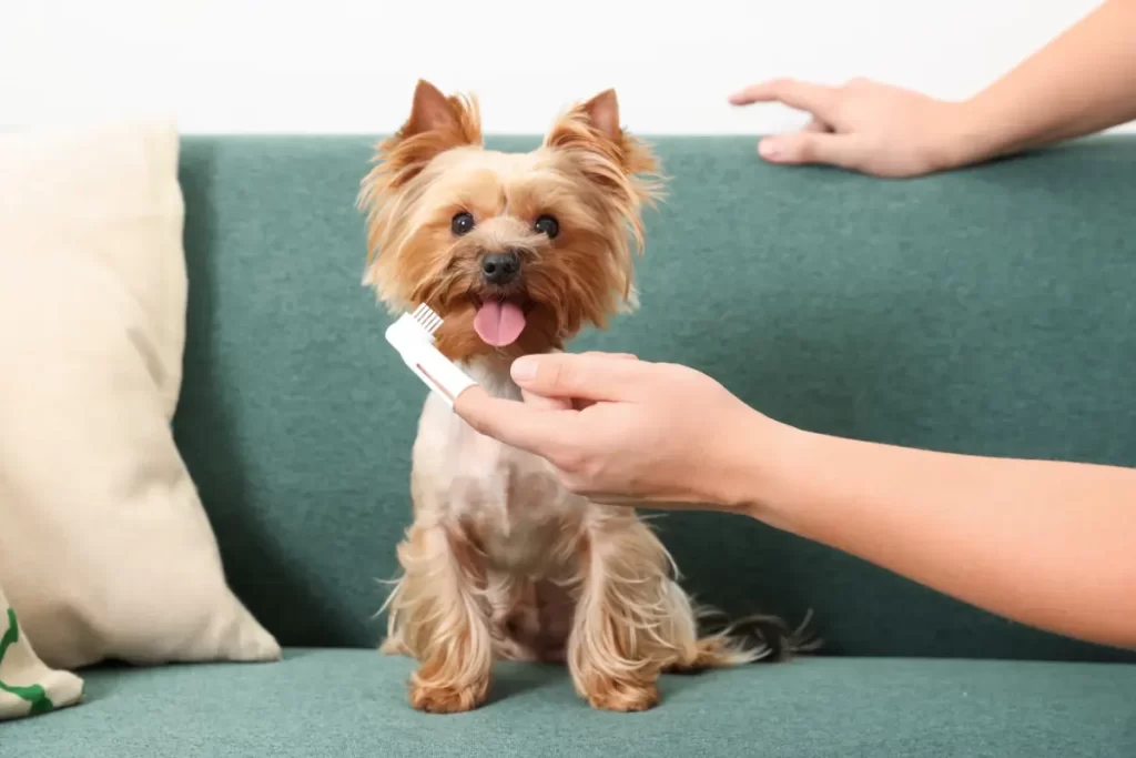 como escovar dente do cachorro