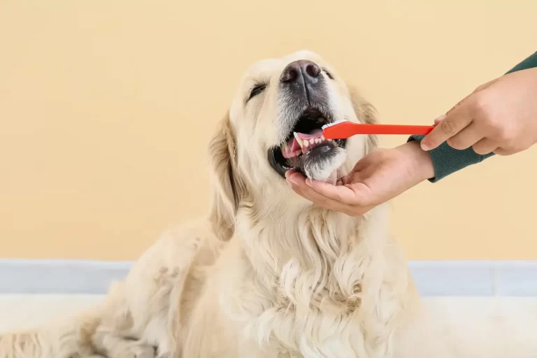 como escovar dente do cachorro