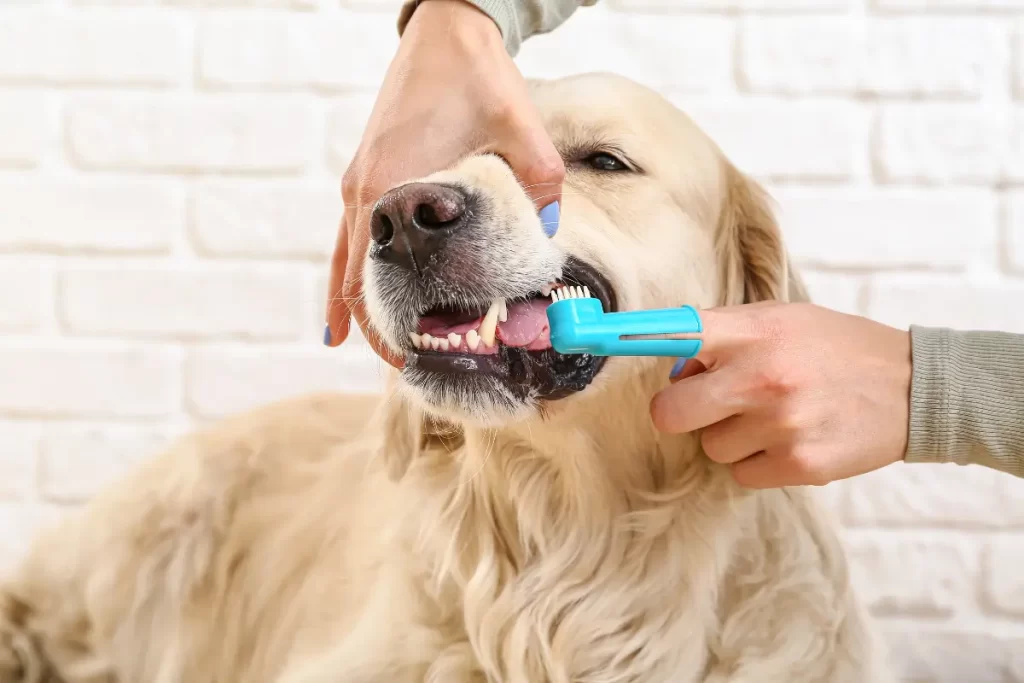 como escovar dente do cachorro