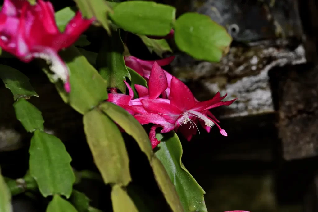 como fazer muda da flor de maio