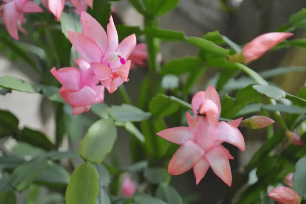 como fazer muda da flor de maio