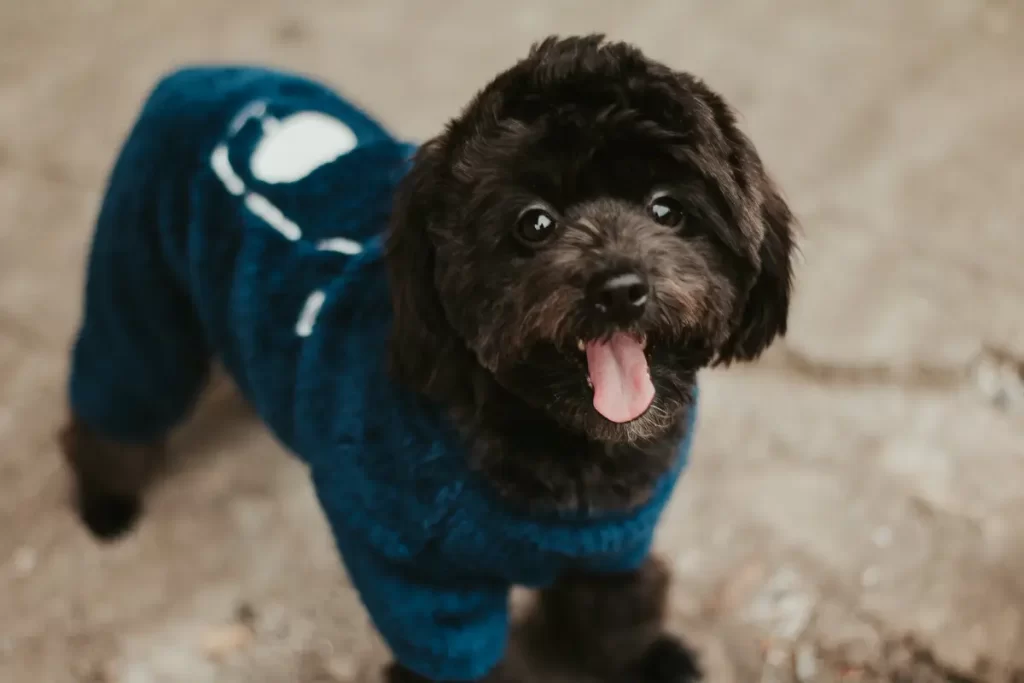 como fazer roupa para cachorro