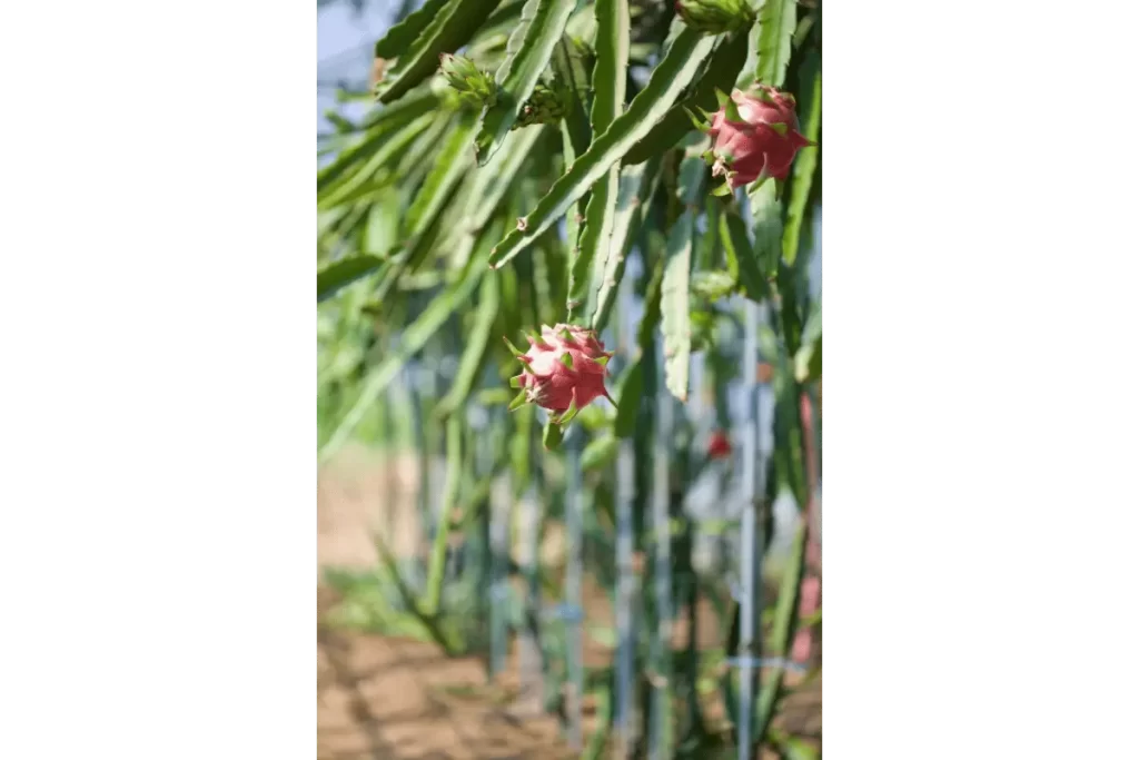 como plantar pitaya