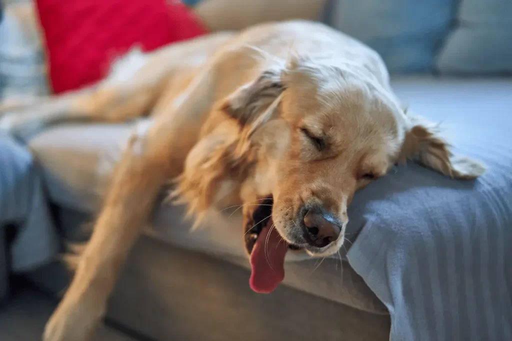 como tirar cheiro de xixi de cachorro do sofa