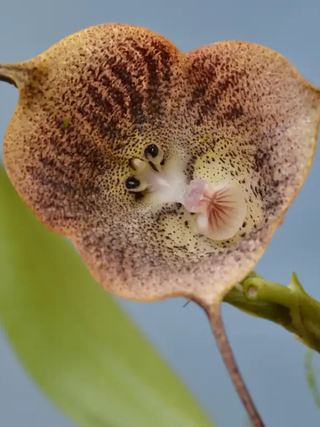 orquídea Cara de Macaco