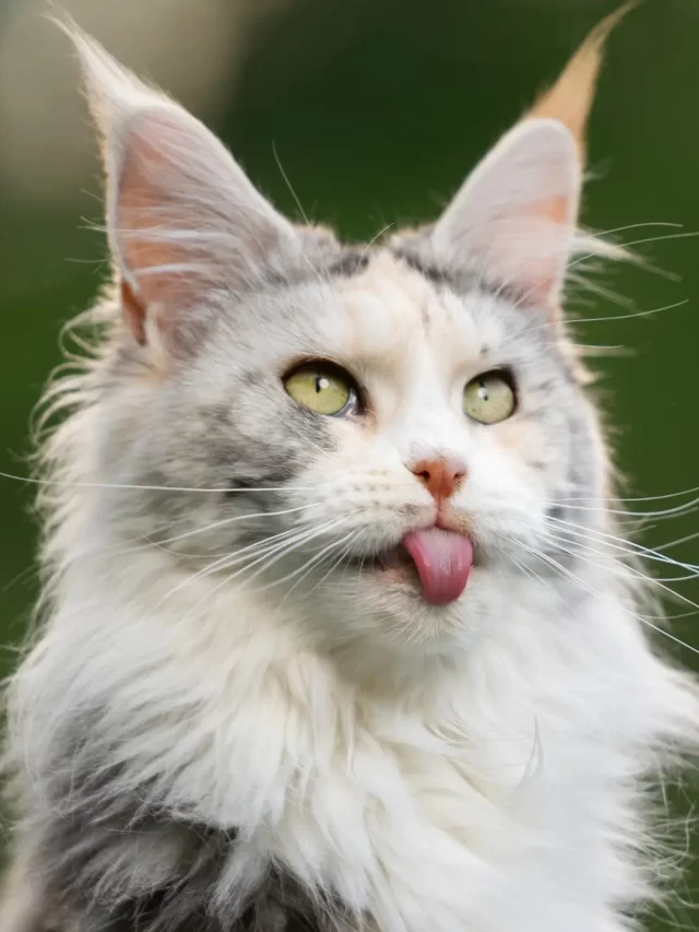 gato peludo Maine Coon (2)