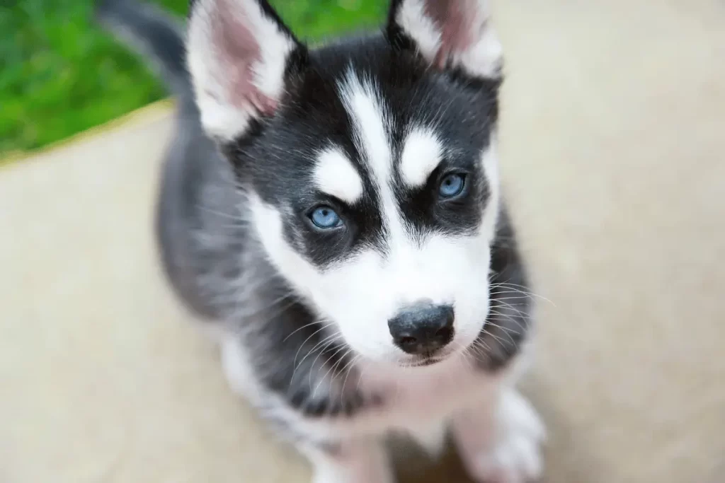 husky siberiano