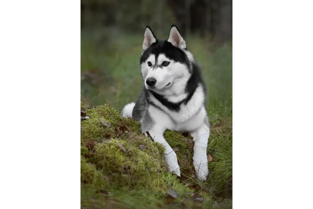 husky siberiano