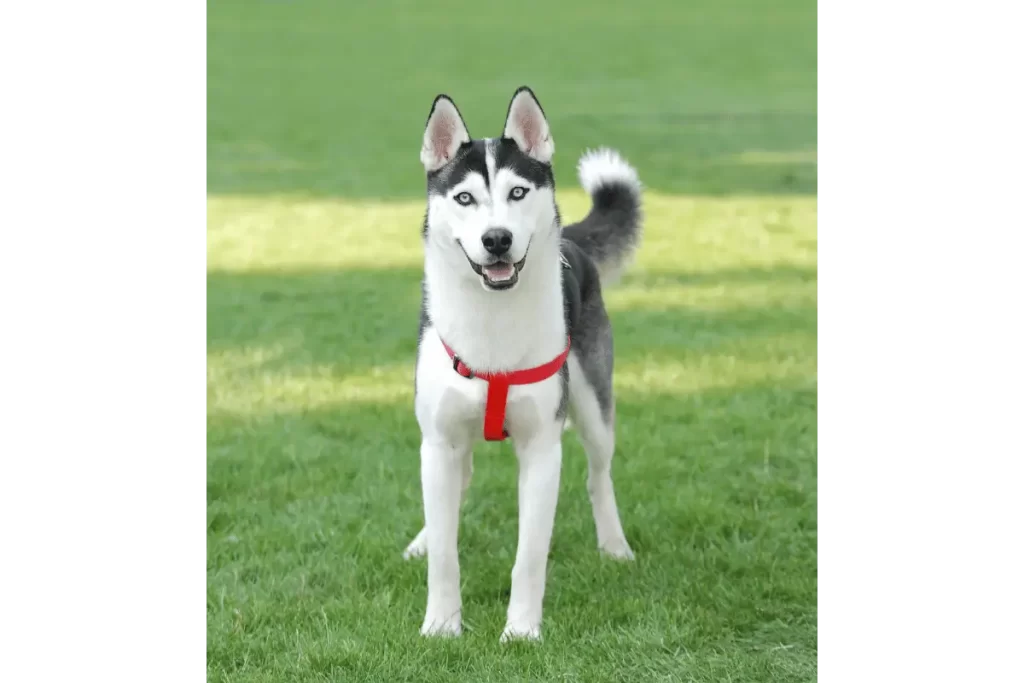 husky siberiano