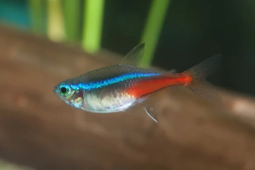 peixe para aquario pequeno