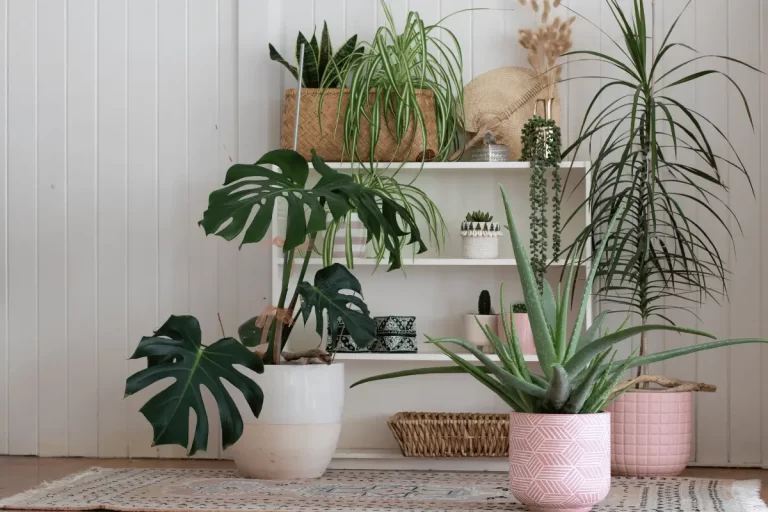 plantas para dentro de casa