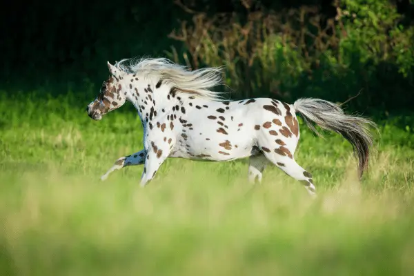 raça appaloosa