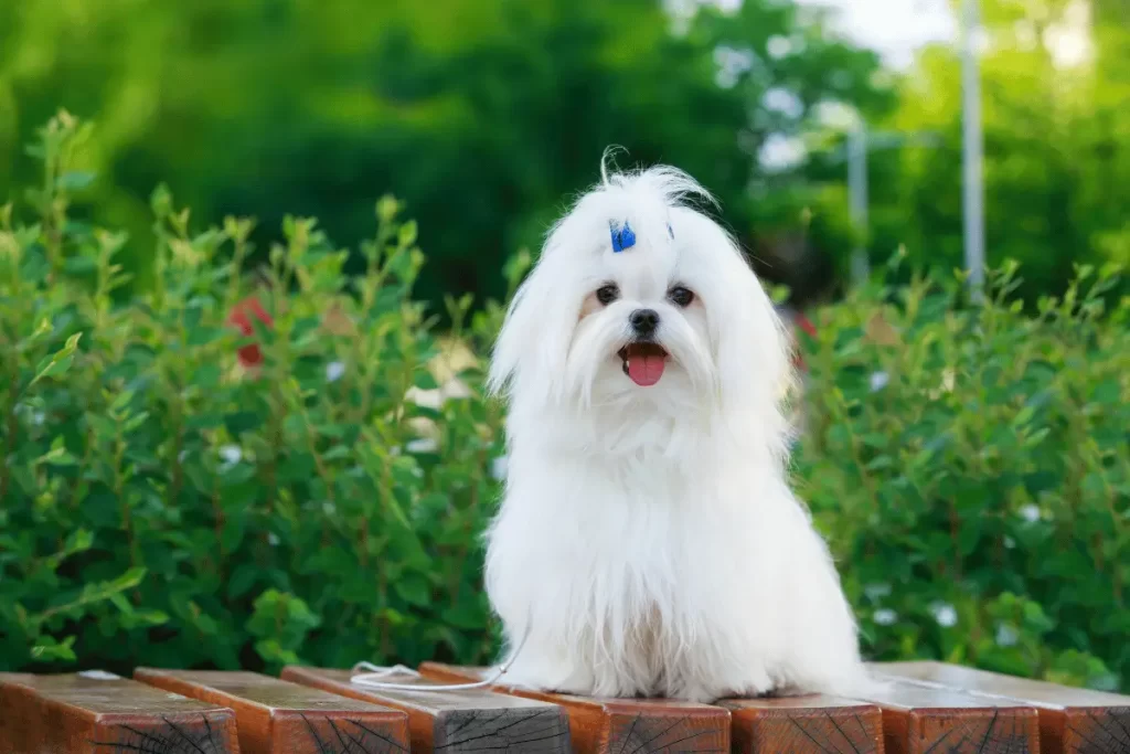 raça de cachorro peludo