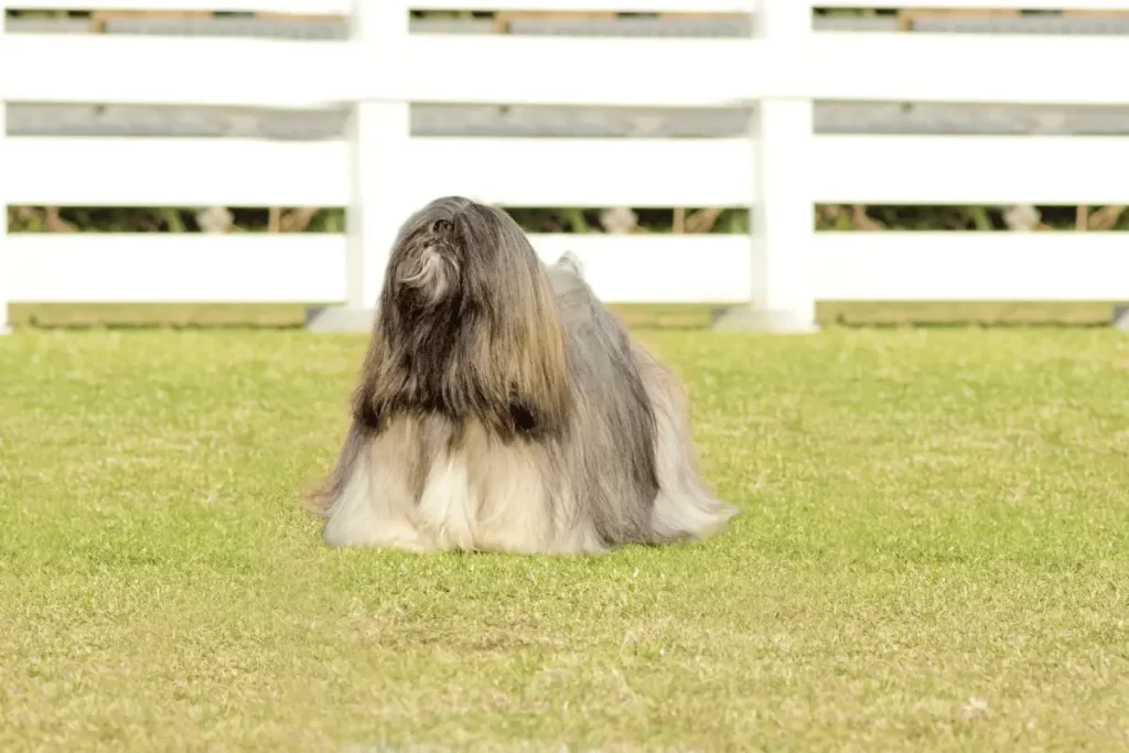 raça de cachorro peludo