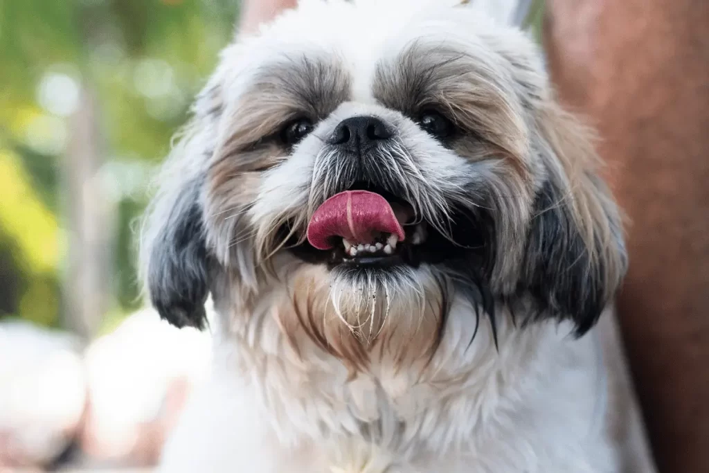 raça de cachorro peludo