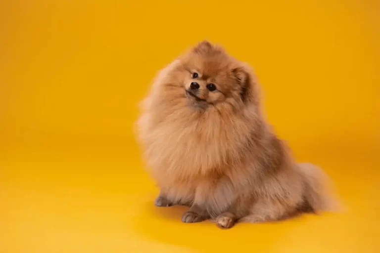 raça de cachorro peludo