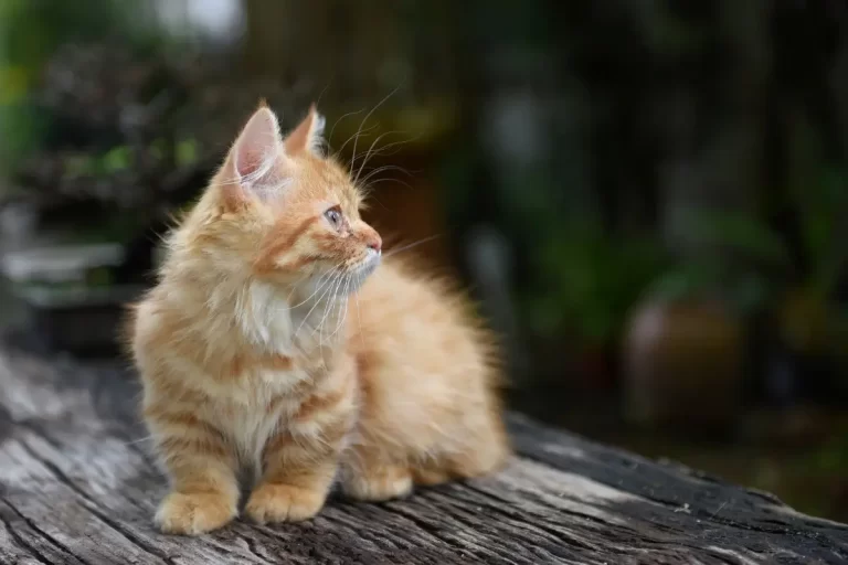 Tudo Sobre Raça de Gato Pequeno: Características e Cuidados