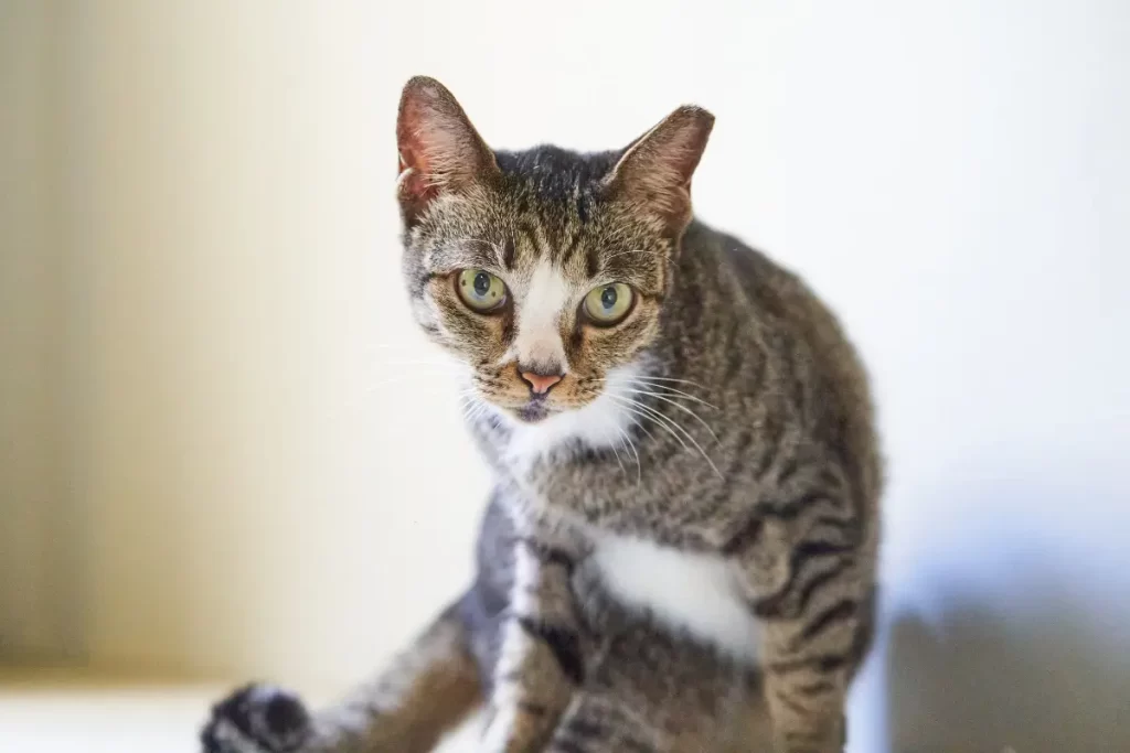 Raça de Gato Pequeno