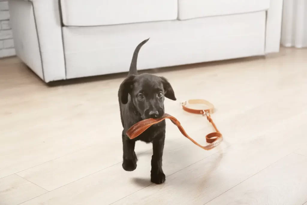 tipos de coleira de cachorro