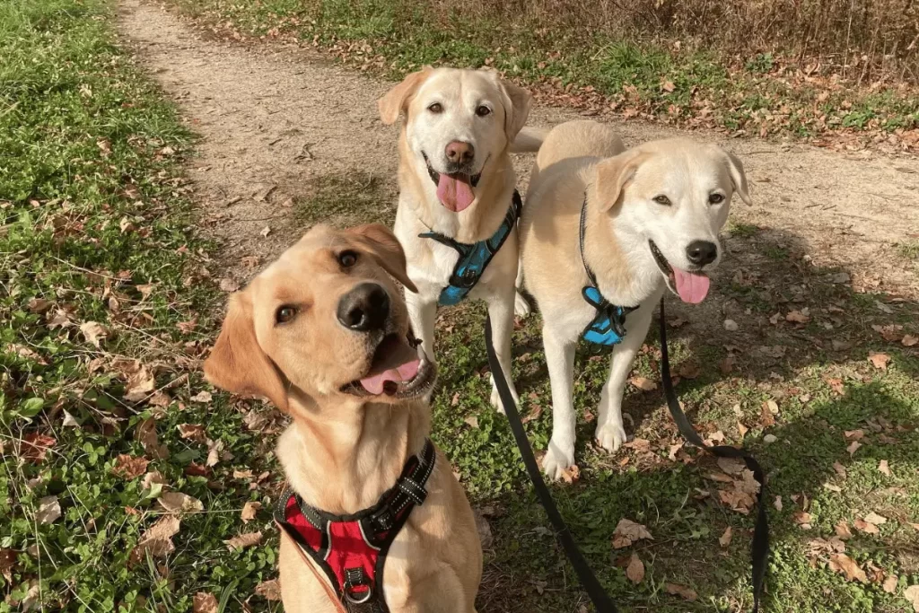 tipos de coleira de cachorro