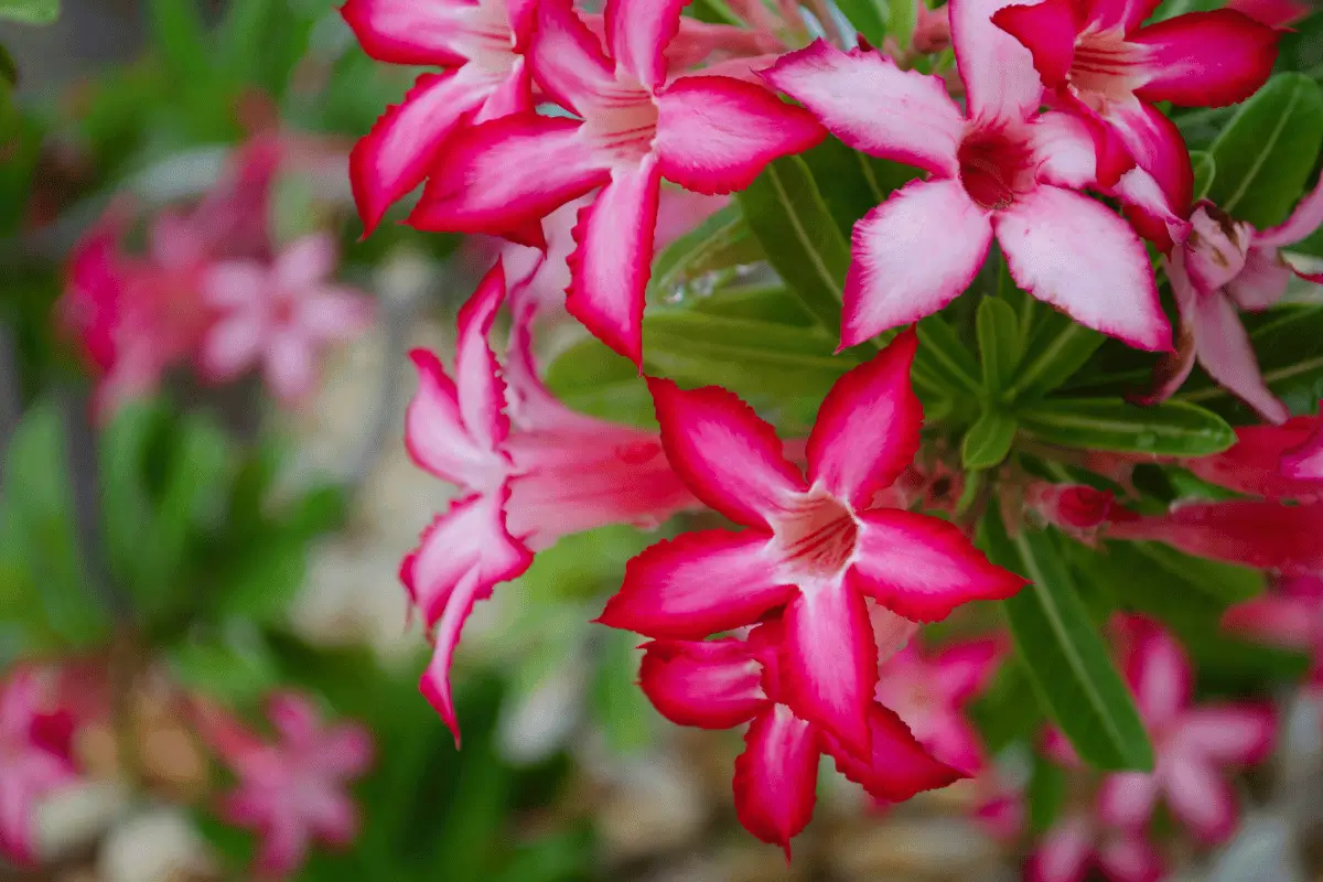 Tipos de rosas do deserto