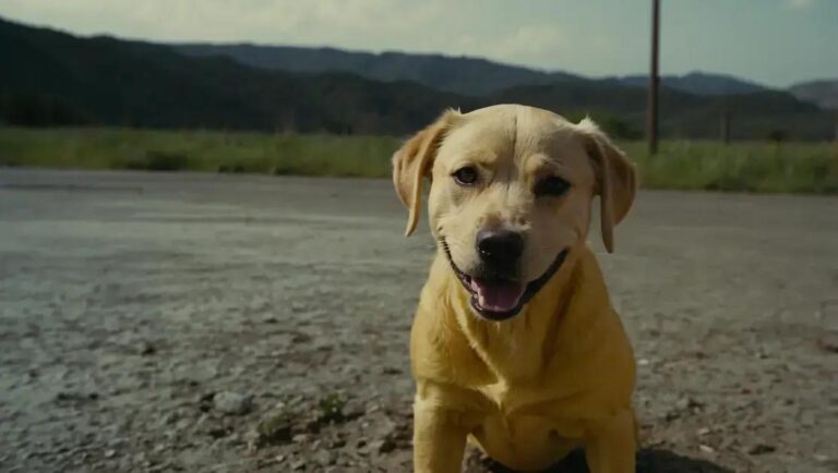 Por que meu cachorro está vomitando amarelo? 6 Causas e O Que Fazer