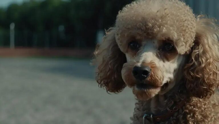 Malassezia Canina: Sintomas e Tratamento Eficaz