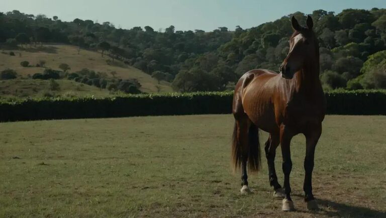 Monte Sião Haras: O Cavalo Inquestionável que Está Dominando a Vaquejada